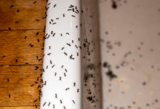 Best Wildlife Control Services  in Morrisonvle, IL