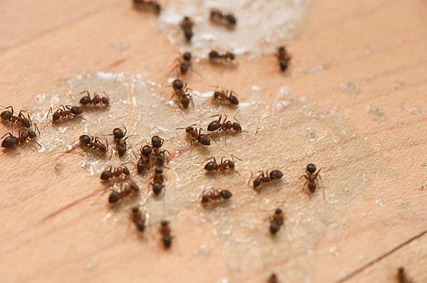 Best Pest Control Near Me in Morrisonville, IL